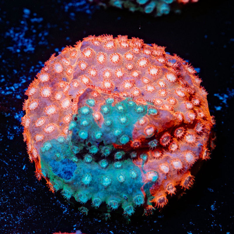 Jason Fox Fender Bender Cyphastrea with encrusting growth in reef aquarium