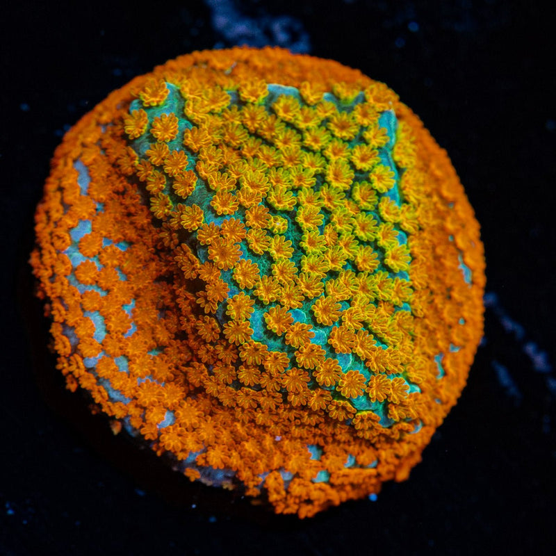 JF Fruity Pebbles Montipora Coral