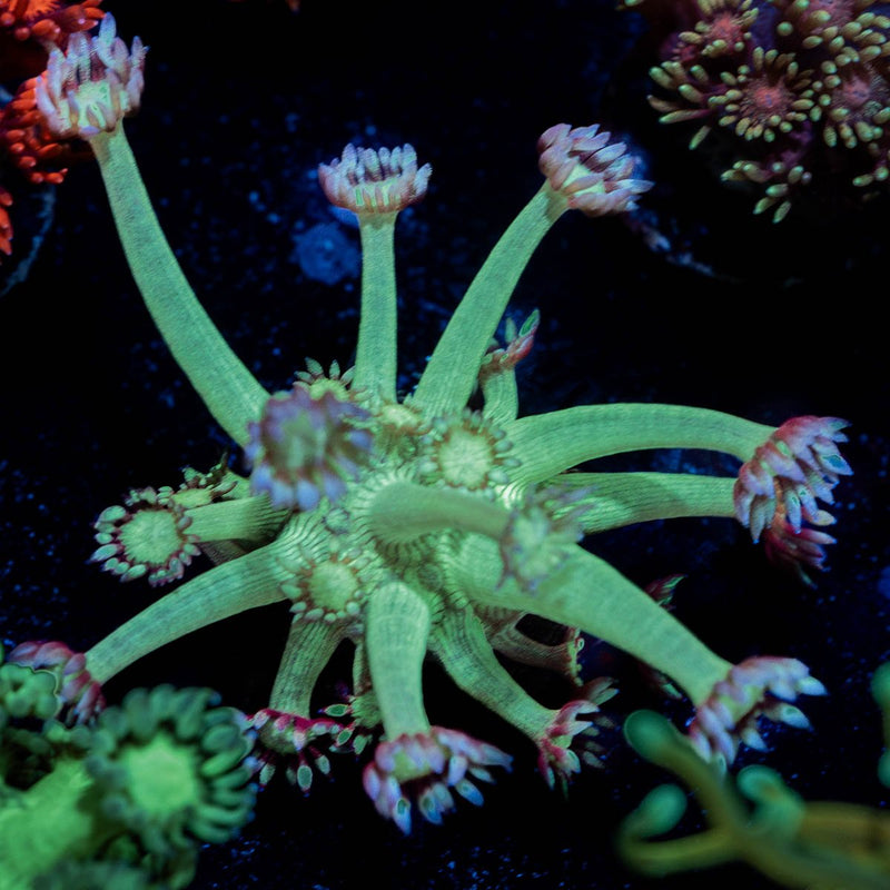 Bubble Toes Goniopora