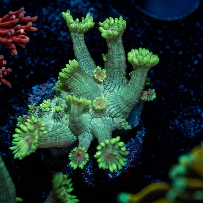 Bubble Toes Goniopora