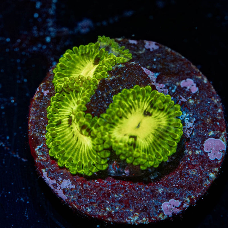 Emerald Muals Zoanthid