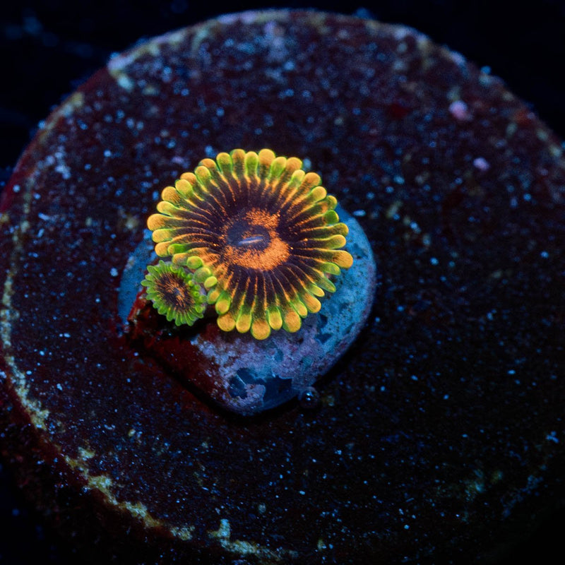Jedi Mind Trick Zoanthid
