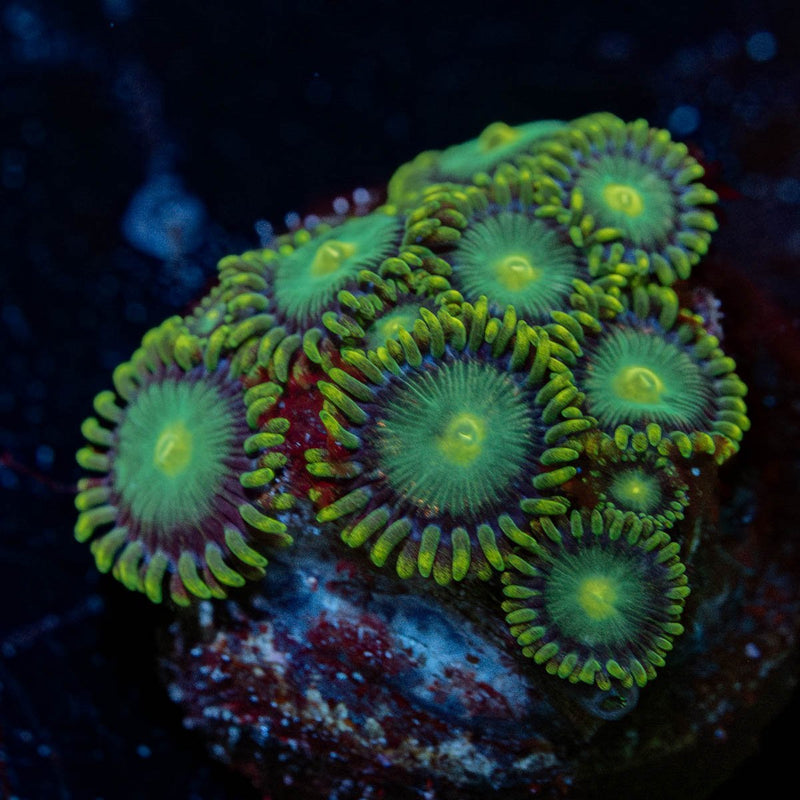 Green Bay Packers Zoanthid