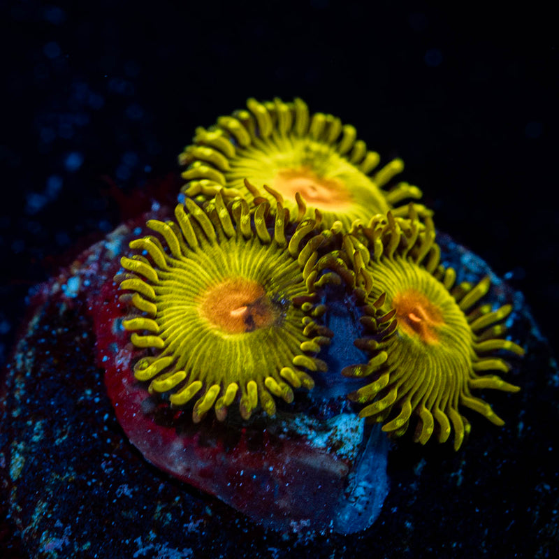 Golden Gods Zoanthid