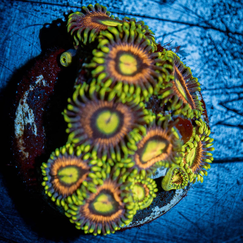 Kamikaze Zoanthid