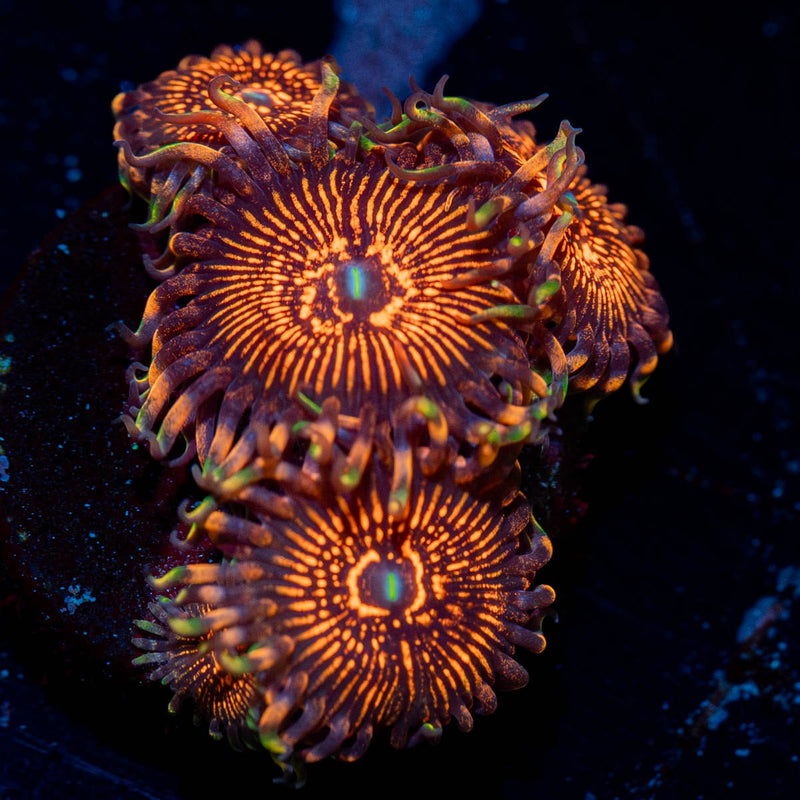 Aztec Warriors Zoanthid