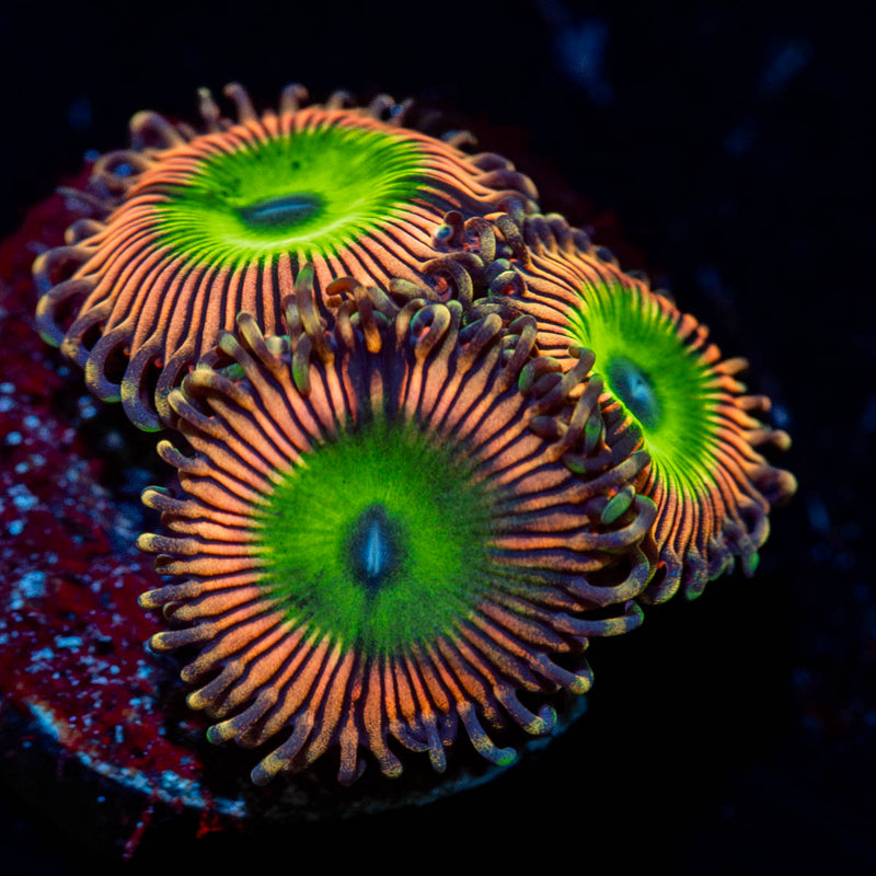 Candy Apple Pink Zoanthid