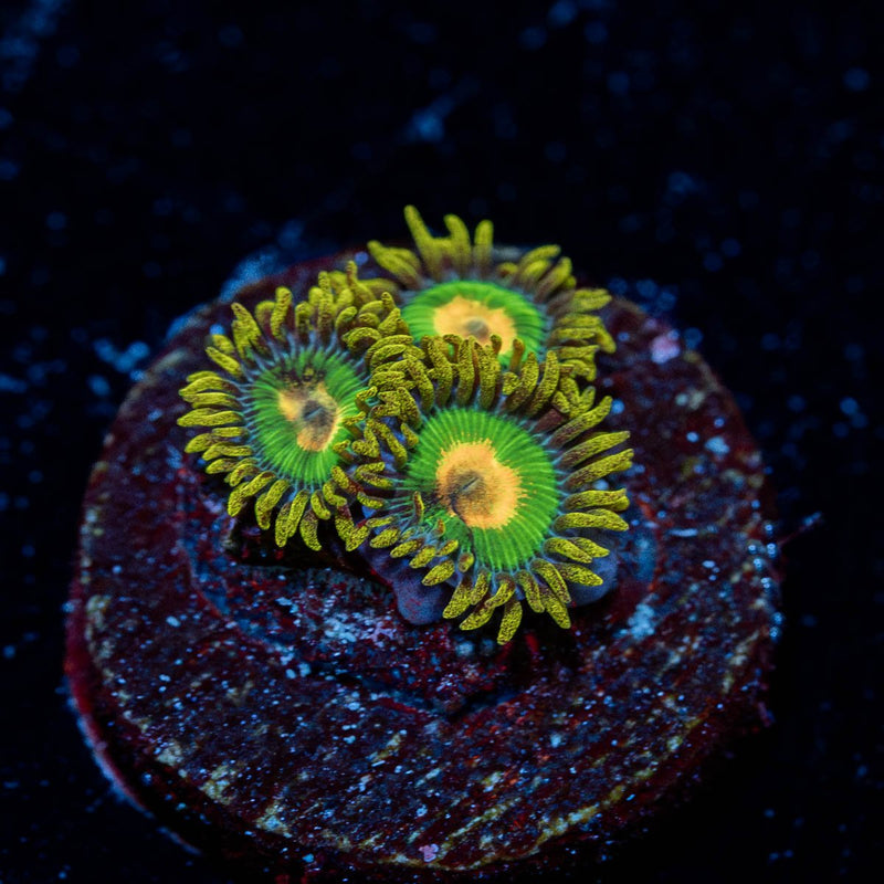 Rasta Zoanthids