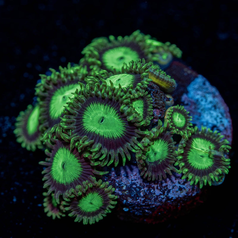 Emerald City Zoanthid