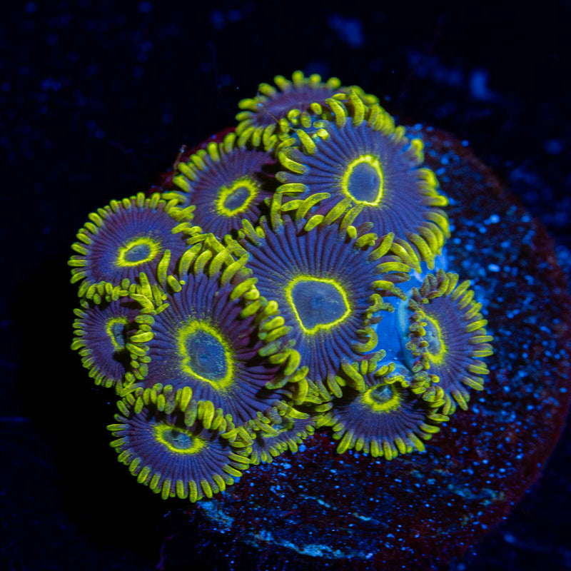 Blue Jay Zoanthid