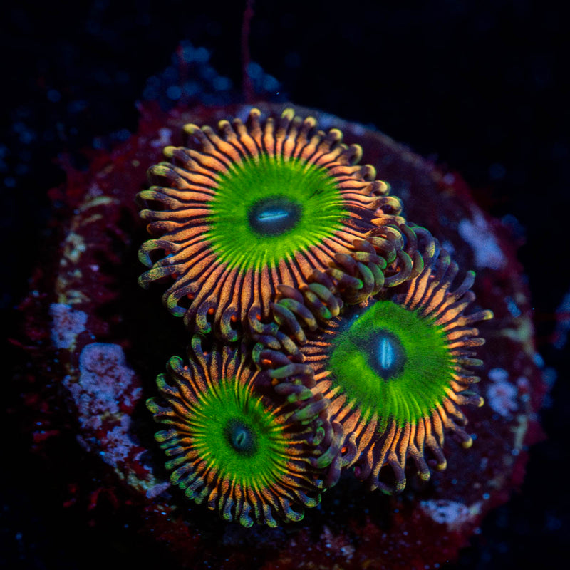 Candy Apple Pink Zoanthid