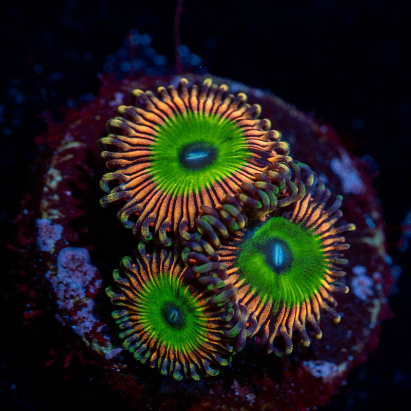 Candy Apple Pink Zoanthid