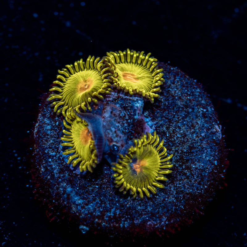 Golden Gods Zoanthid
