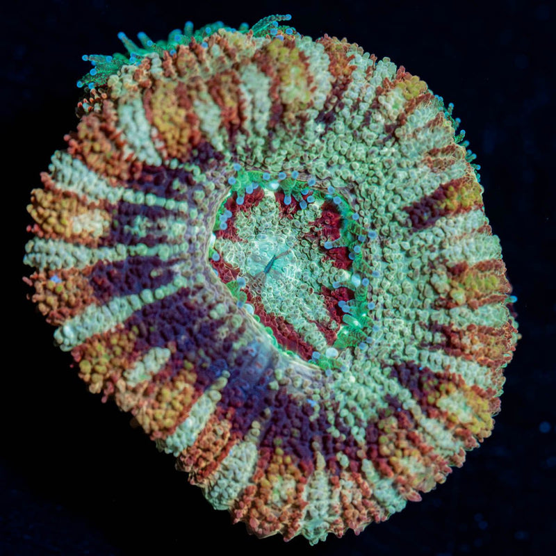 Kola Eye Asian Acan