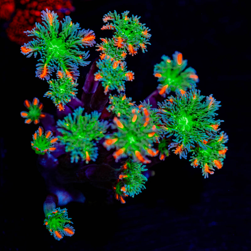 ARC FireWork Zoanthid