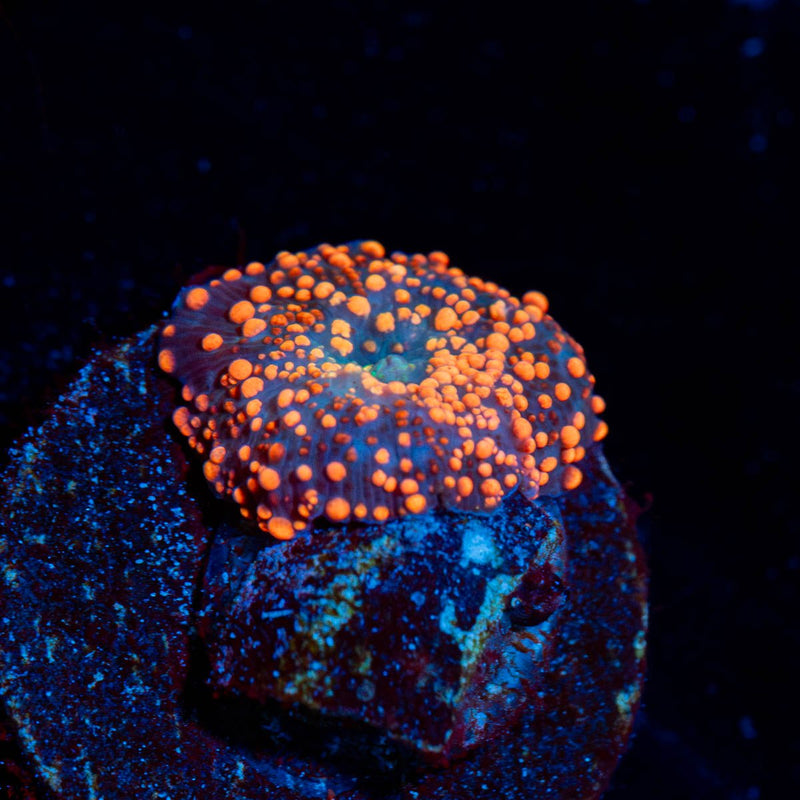Lava Lamp Mushroom