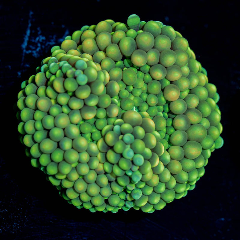 Ricordea Mushroom