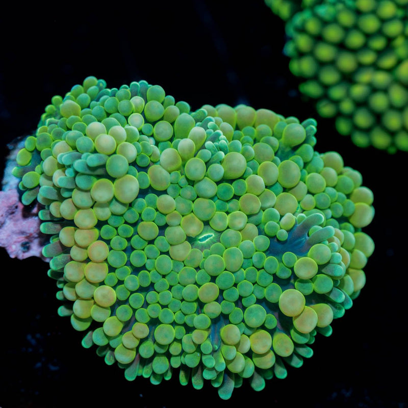 Bi Color Ricordea Mushroom