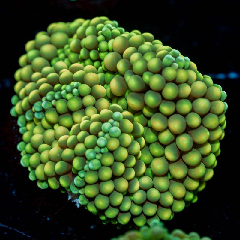 Green/ Yellow Ricordea Mushroom