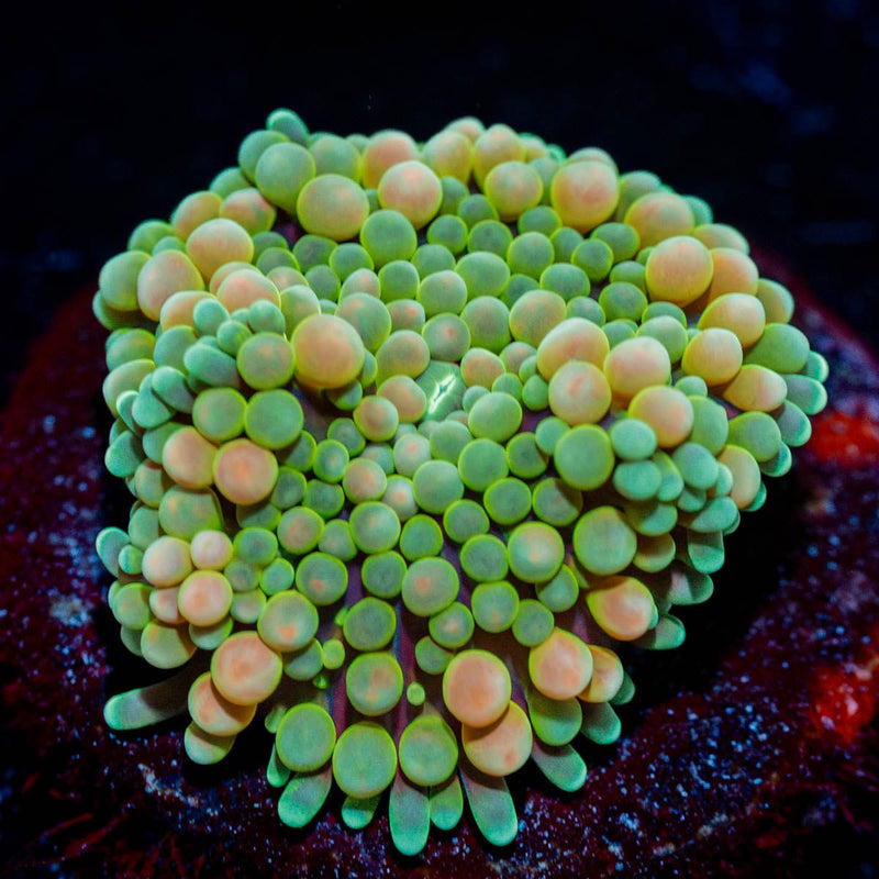 Bi Color Ricordea Mushroom