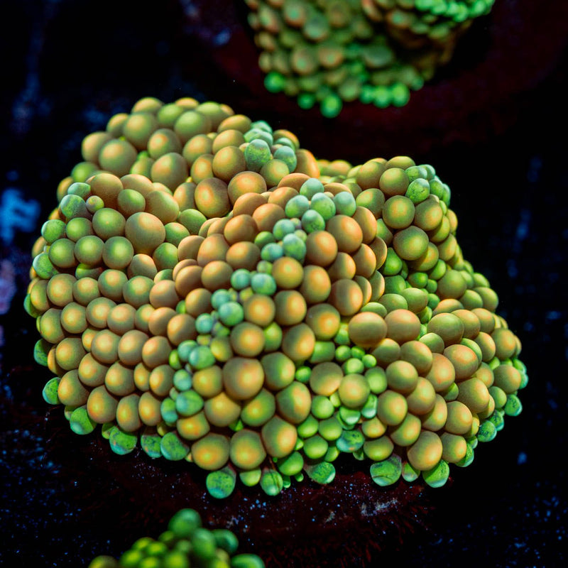 Royal Ricordea Mushroom