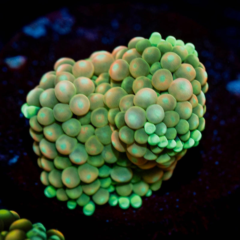 Bi Color Ricordea Mushroom