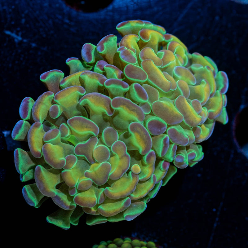 Hypnotoad Hammer Euphyllia