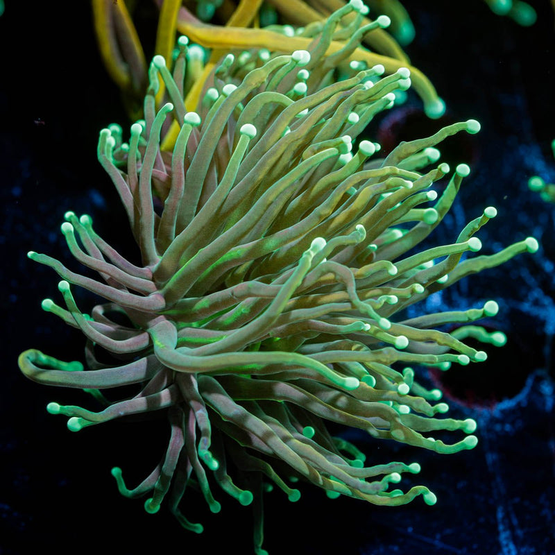 Goldenrod Torch Euphyllia