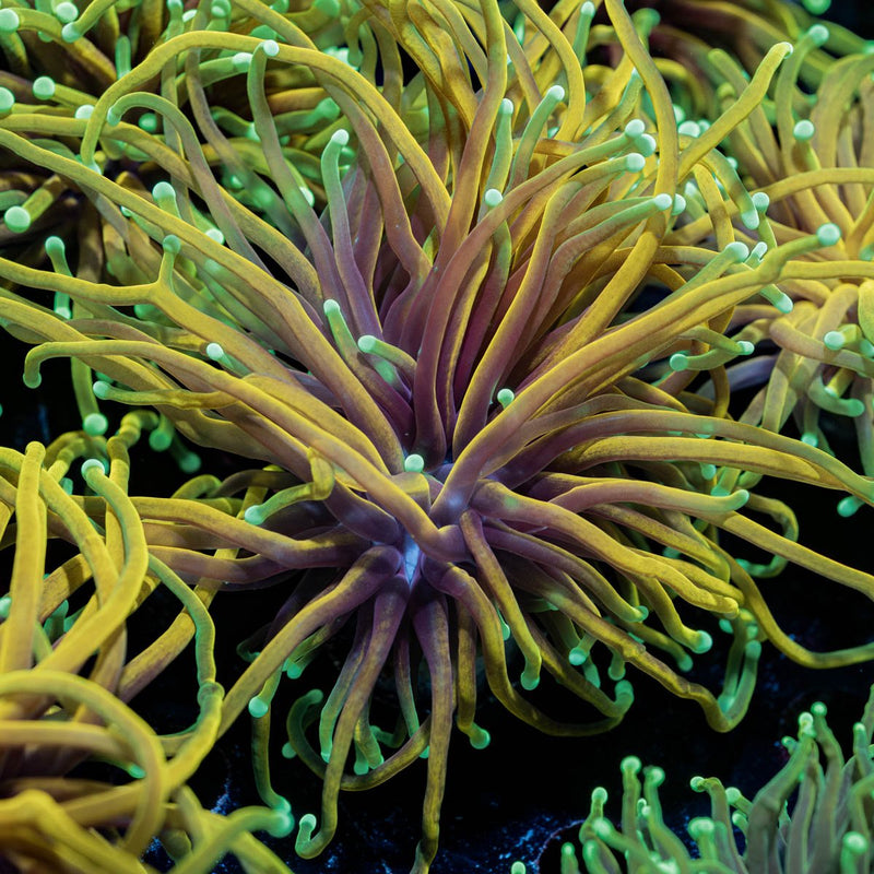 HellFire Torch Euphyllia