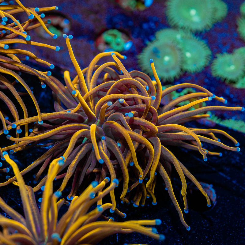 NY Knicks torch Euphyllia