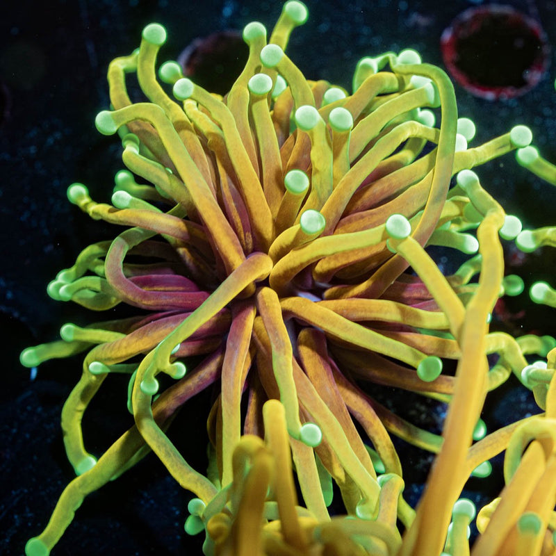 Inferno Torch Euphyllia