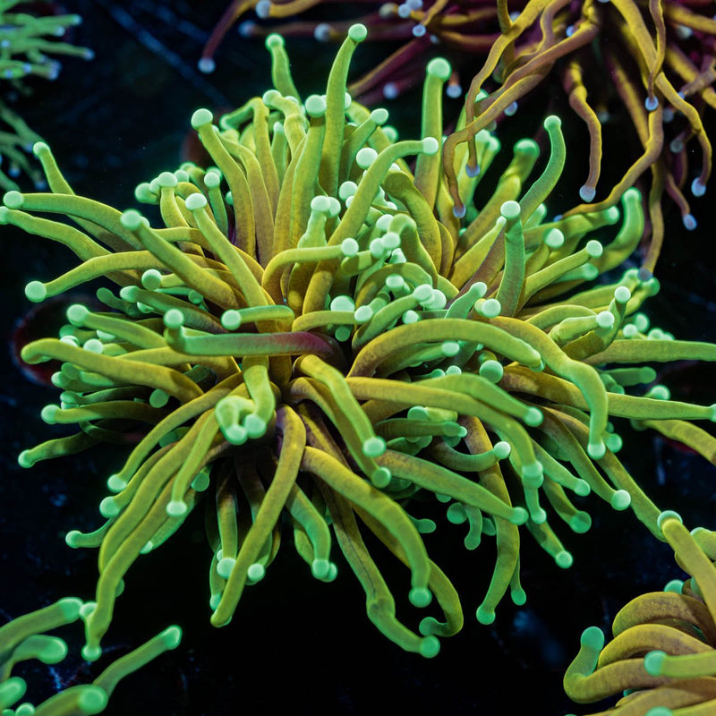 Inferno Torch Euphyllia