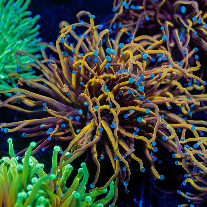 NY Knicks torch Euphyllia
