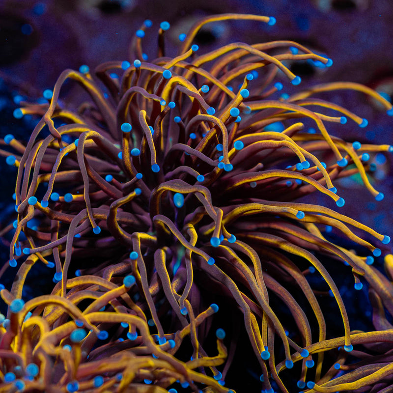 Gold Torch Euphyllia