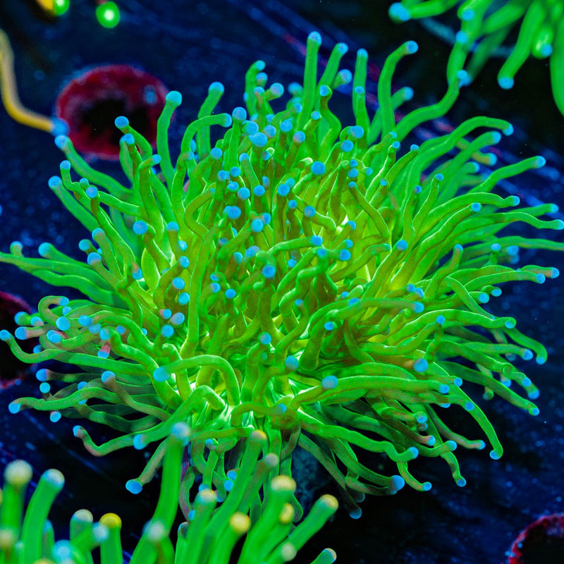 Todds Torch Euphyllia