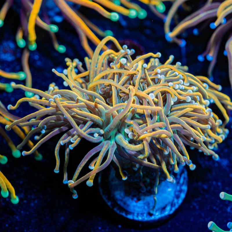 Dragon Tamler Torch Euphyllia