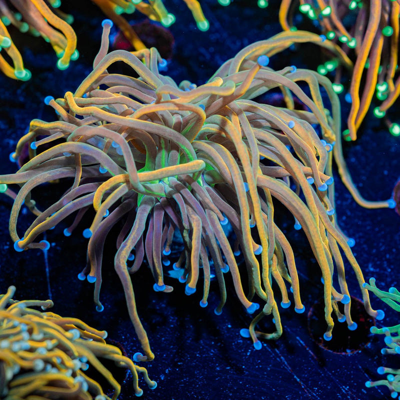 Dragon Tamler Torch Euphyllia