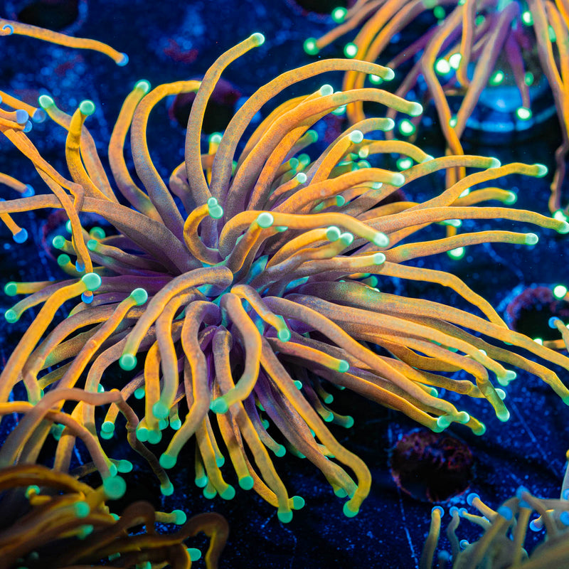 Blow Torch Euphyllia