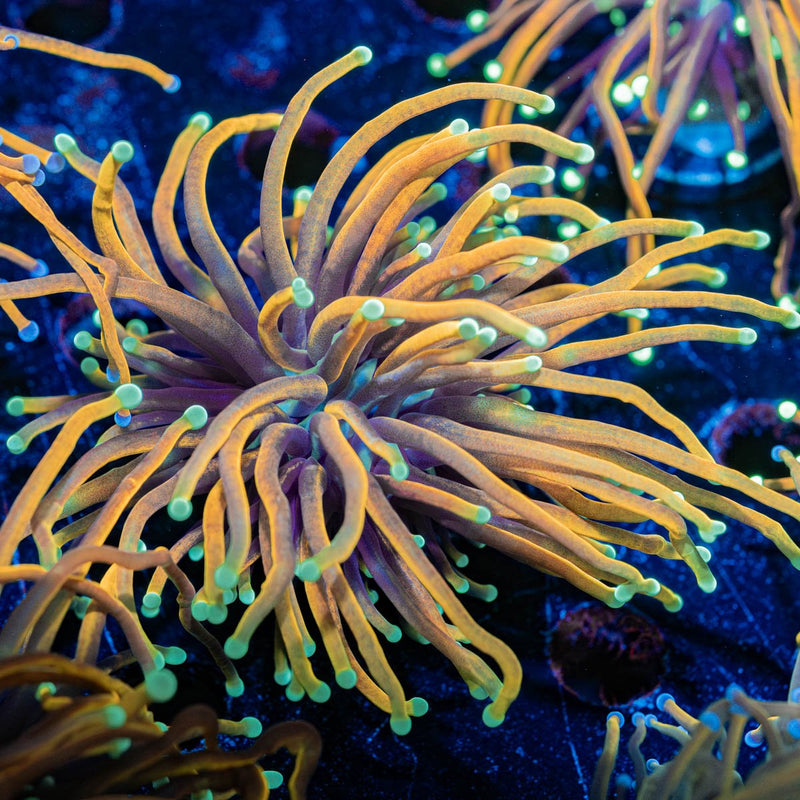 Blow Torch Euphyllia