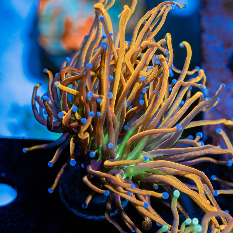 NY Knicks torch Euphyllia
