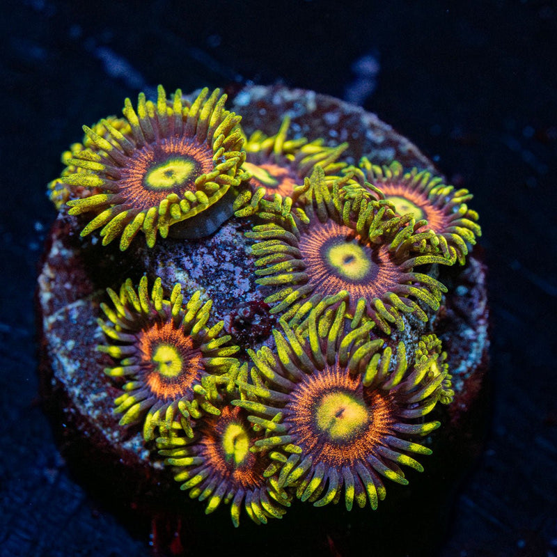 Kamikaze Zoanthid Coral