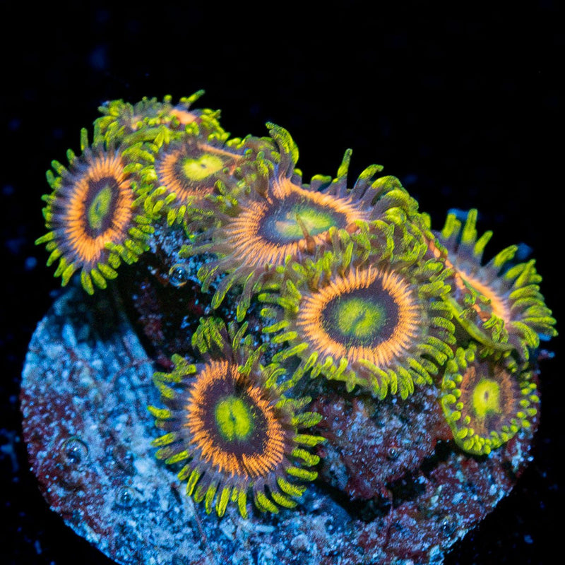 Kamikaze Zoanthid coral colony growth in reef aquarium