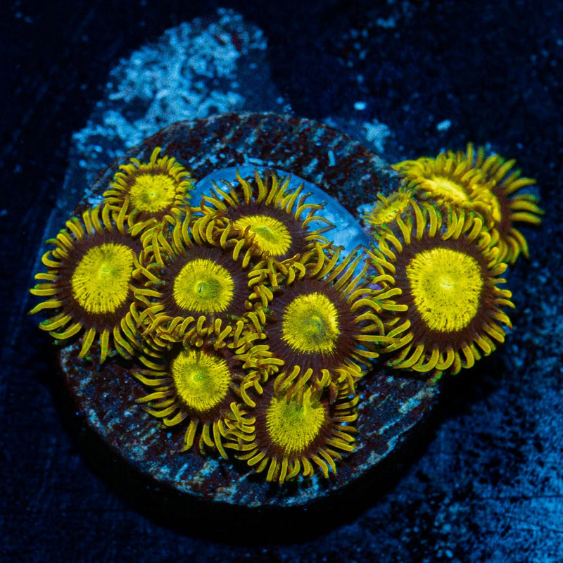 King Midas Zoanthid Coral with colony growth in reef aquarium