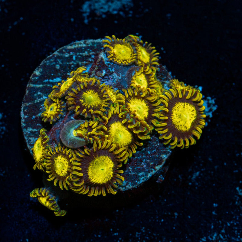 King Midas Zoanthid Coral with colony growth in reef aquarium