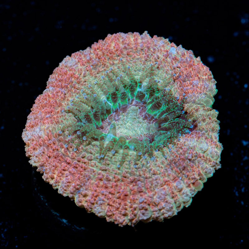 Kirby hammer Asian Acan with fleshy polyps in reef aquarium