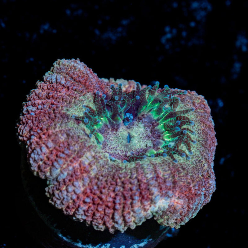 Kirby's Hammer Asian Acan Coral with fleshy polyps in reef aquarium