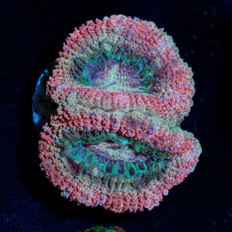 Kirby's Hammer Euphyllia Asian Acan Coral with branching fleshy heads in reef aquarium