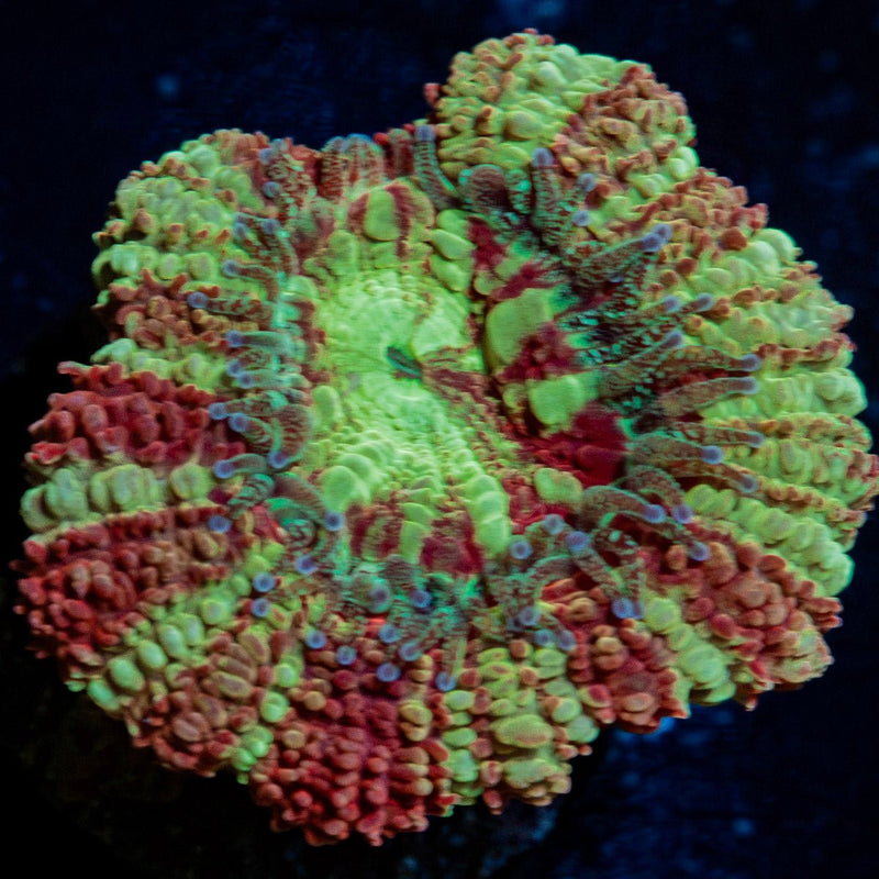 Koloa Eye Asian Acan Coral with fleshy polyps in reef aquarium