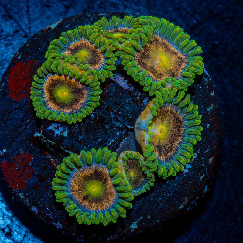 Laser Beams Zoanthid Coral
