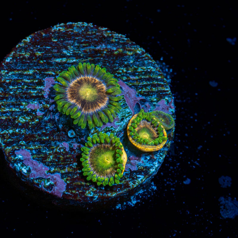 Laser Lemon Zoanthid Coral colony growth in reef aquarium
